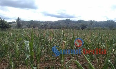 Kemarau panjang yang melanda Tanah Karo selama dua bulan terakhir membawa dampak buruk bagi kelangsungan produksi tanaman jagung. SUMBER/pardi simalango